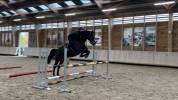 Cheval Selle Fran&ccedil;ais 