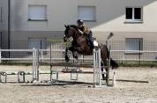 Cheval Selle Fran&ccedil;ais 