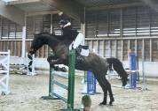 Cheval Selle Fran&ccedil;ais 