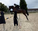 Cheval Selle Fran&ccedil;ais 