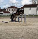 Cheval Selle Fran&ccedil;ais 