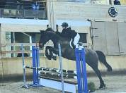 Cheval Selle Fran&ccedil;ais 