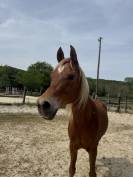Cheval 