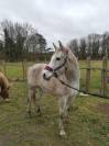 Cheval 