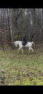 Cheval 