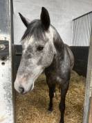 Poney oc 4ans 