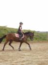 cheval &agrave; vendre 