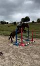 cheval &agrave; vendre 