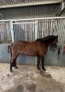 cheval &agrave; vendre 