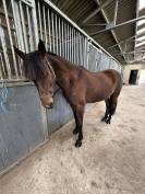 cheval &agrave; vendre 