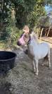 Saillie Shetland ONC entier &ndash; Tr&egrave;s bon potentiel CSO
