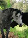 Jument pur-sang arabe grise origines espagnoles