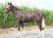 Jeune cheval Franches-montagnes/ Pure sang arabe