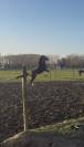 Jeune cheval Franches-montagnes/ Pure sang arabe