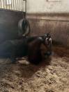 Jeune cheval Franches-montagnes/ Pure sang arabe