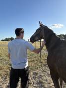 Jeune cheval Franches-montagnes/ Pure sang arabe