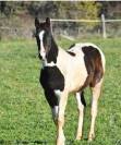 Magnifique poulain de 9 mois ❤️
