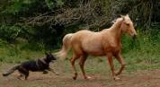 Palomino poulain hongre 