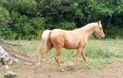 Palomino poulain hongre 
