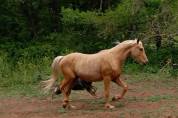 Palomino poulain hongre 