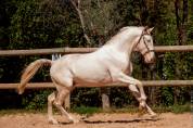 Pur Sang Lusitanien 3 ans 