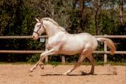 Pur Sang Lusitanien 3 ans 