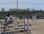 Magnifique cheval de 7 ans a vendre