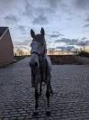 Magnifique cheval de 7 ans a vendre