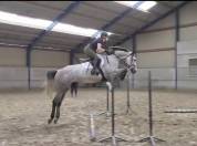 Magnifique cheval de 7 ans a vendre