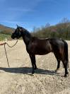 Vente Poney CSO