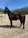 Vente Poney CSO