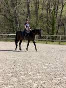 Vente Poney CSO