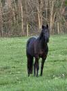 Vente Poney CSO
