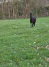 Vente Poney CSO