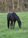 Vente Poney CSO