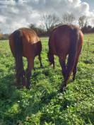 Le petit bonheur 