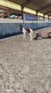 Potranca Zangersheide En venta 2026 P&iacute;o por Helios morinda