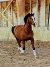 Jument - Hanovrienne - 11 ans - Dressage - France 
