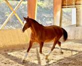 Jument - Hanovrienne - 11 ans - Dressage - France 