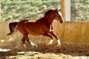Jument - Hanovrienne - 11 ans - Dressage - France 