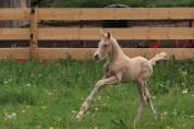 MALE PFS PALOMINO A RESERVER AU SEVRAGE 