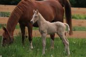 MALE PFS PALOMINO A RESERVER AU SEVRAGE 