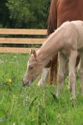 MALE PFS PALOMINO A RESERVER AU SEVRAGE 
