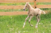 MALE PFS PALOMINO A RESERVER AU SEVRAGE 