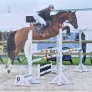 Hongre 12 ans SF