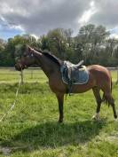 Cheval Hongre Arabe de 3 ans, d&eacute;bourr&eacute;, gentil