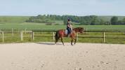 Cheval Hongre Arabe de 3 ans, d&eacute;bourr&eacute;, gentil
