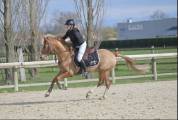 Vends Poney D 9 ans - CSO DRESSAGE CCE