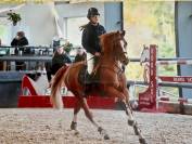 Vends Poney D 9 ans - CSO DRESSAGE CCE
