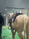 Hongre APHC 8 ans